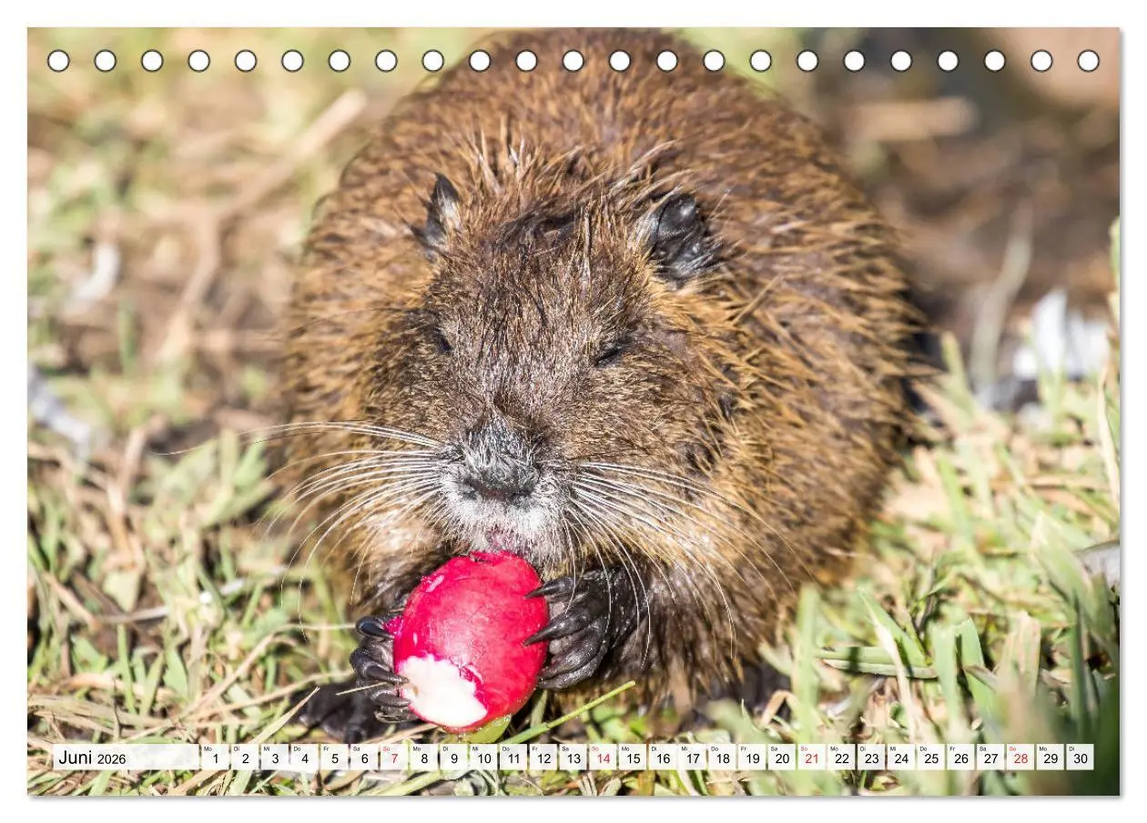 Bild: 9783457824795 | NUTRIA mit Nachwuchs (Tischkalender 2026 DIN A5 quer), CALVENDO...